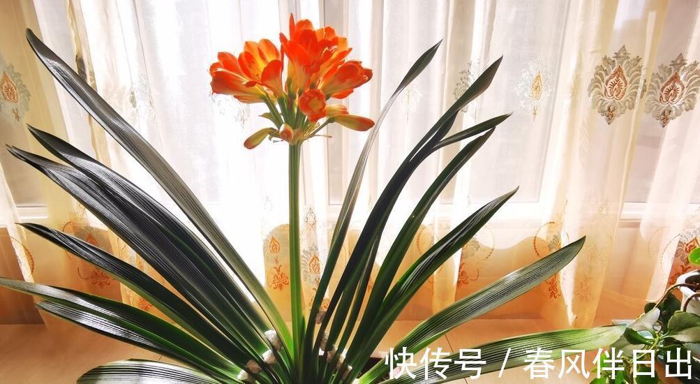 四季观叶,一季赏花,君子兰叶子的养护需注意4点