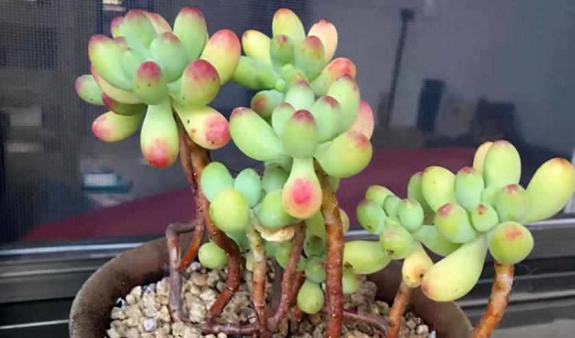 多肉乙女心|如何养殖出漂亮又独特的多肉乙女心?抓住3点就够了