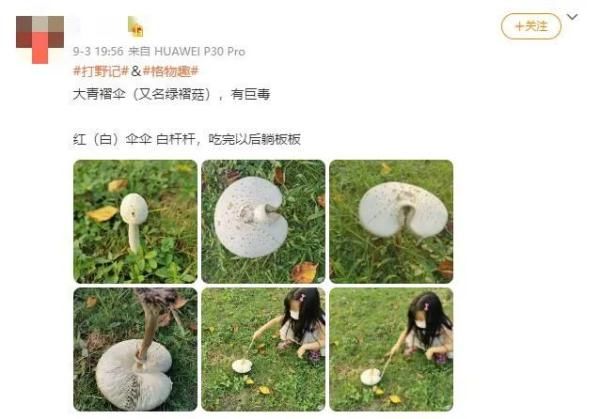 抢救|重庆夫妇吃了小贩卖的菌子后，被送进抢救室！这种菌，云南也有…