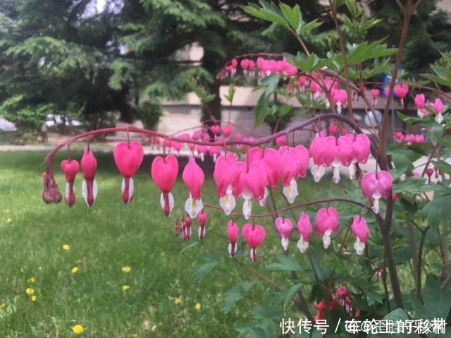 吊兰长满小金鱼，养上5年，越养越上瘾！