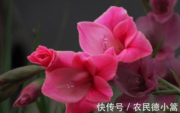 枝条|从8月21日开始,家养此款花卉,开花艳长势旺,花色柔美