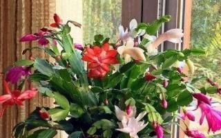 过年这种壳别扔,都是养花宝贝,养啥花都爆盆,比花肥还厉害