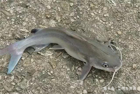 江湖救急令!这种鱼正在危害我国的生态安全,钓鱼人出手吧