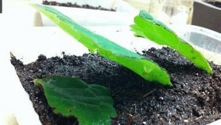 这花繁殖超快,叶子随便切碎,扔盆里就能冒出一堆花,太强悍了