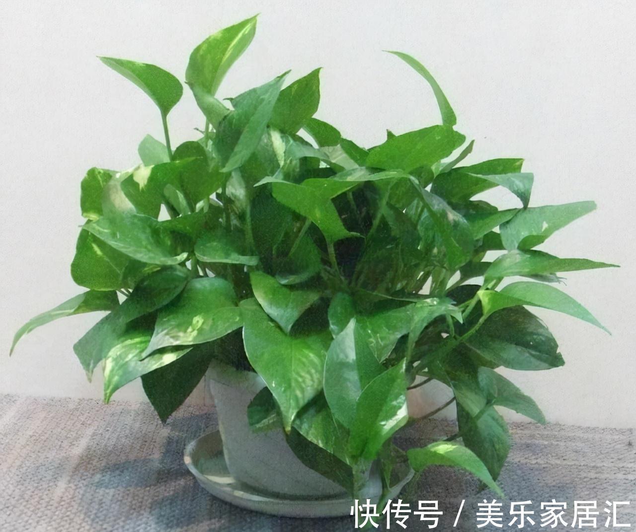 客厅不要乱养花,5种盆花才正门楣,为家纳福,养人养身