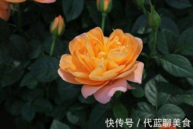 又美又香的月季花,还没入手太亏了,花期可是几百天