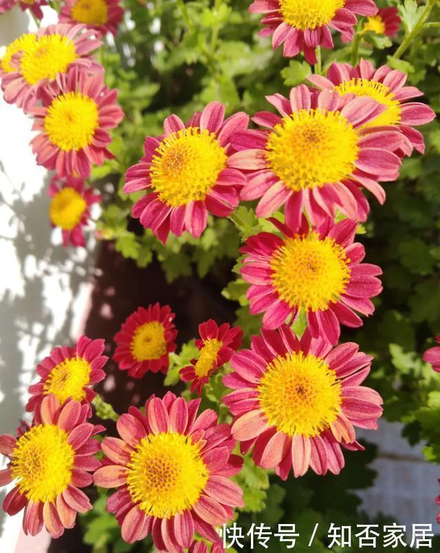 叶片|养花技巧：折腾不死的25种花，咋养都爆盆，懒人最适合