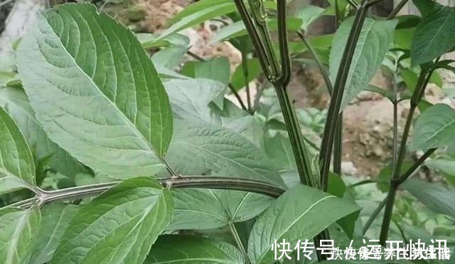 野草|“两脚不能拿,专吃八棱麻”,农村这种野草,专治风湿类骨痛病!