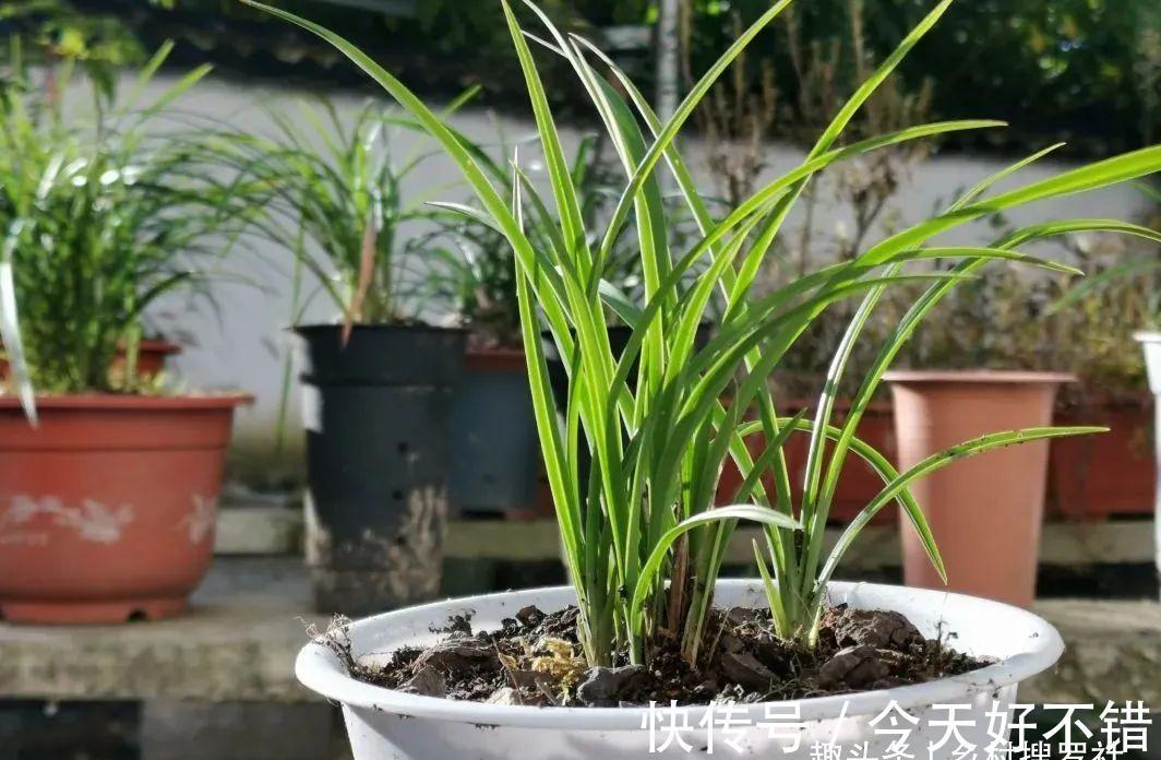 怎样让兰花不烂根？其实并不难，按照本文操作，我的兰花从不烂根