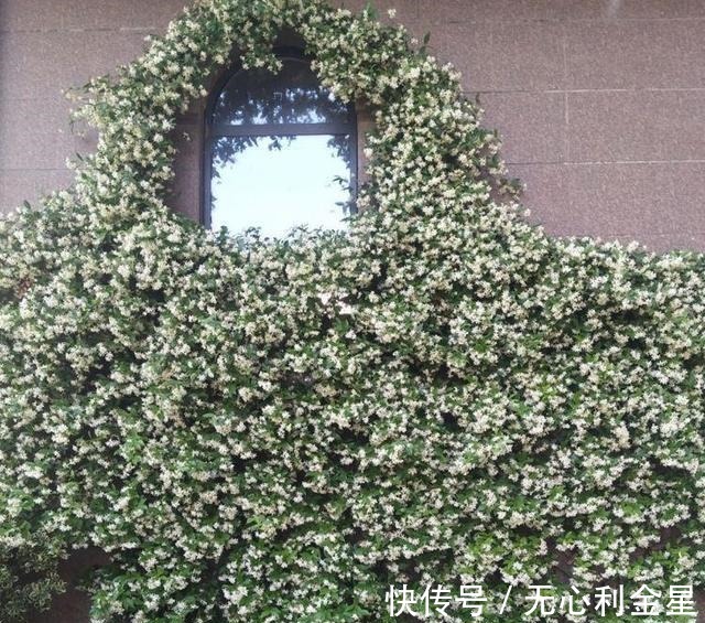 矾根|为了300㎡露台花园，毫不犹豫买了这房子，在城市屋顶过上田园生活！