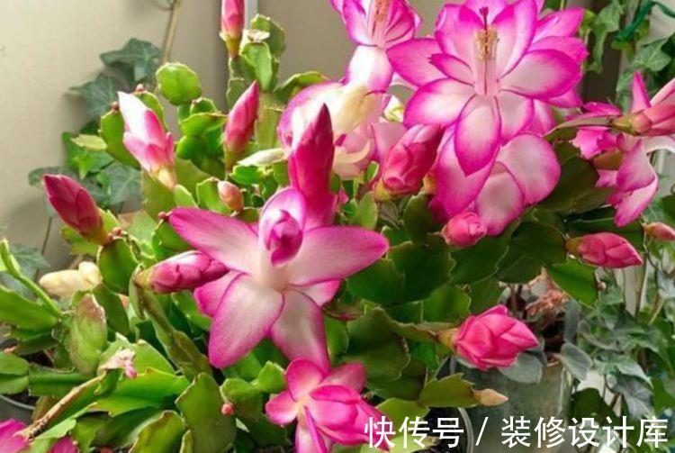 打理|8月23日-9月7日,庭院选这几款花,色彩柔美和婉,花香易打理