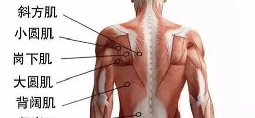 肌群|不用做引体向上,只需五个动作,就能练出完美背部肌群