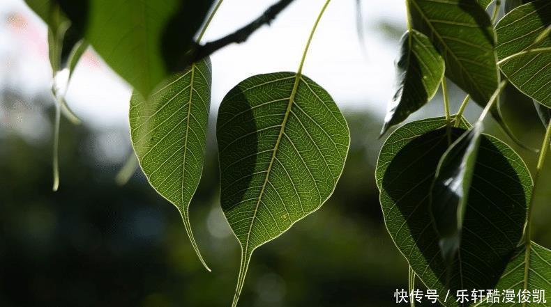 天蝎座|智商非常高，思维能力特别强，学习非常快的星座