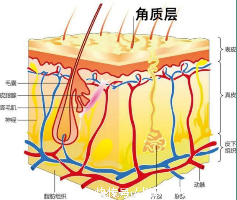 皮肤|记录护肤冷知识,皮肤越黑越容易晒黑