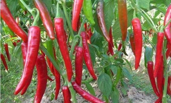 阳台种上“4种菜”,长得快结果多,吃了一茬又一茬,懒人必选