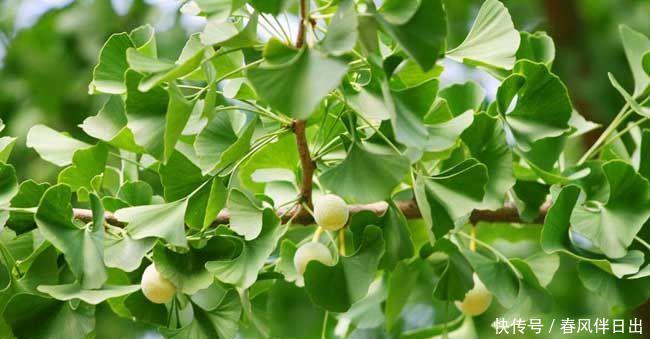 秋天的银杏美到窒息,快来学习如何养在家里