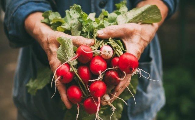 糖尿病人常吃萝卜,对血糖是好是坏“答案”可