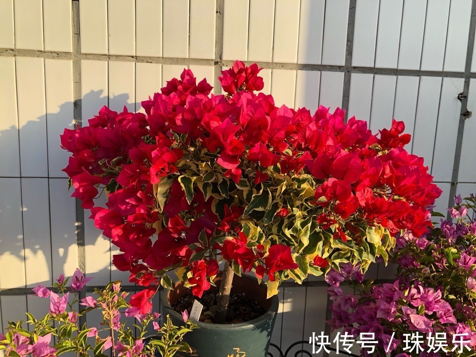 他养花“自制”有机肥,1月只浇“2瓶盖”,效果惊人,花肥不用买