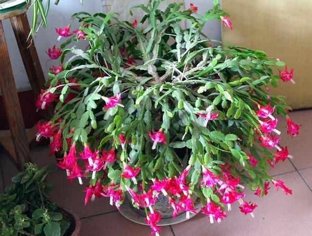 2种“垃圾”不要扔,是养花的“花肥王”,蟹爪兰吃一点就花爆盆