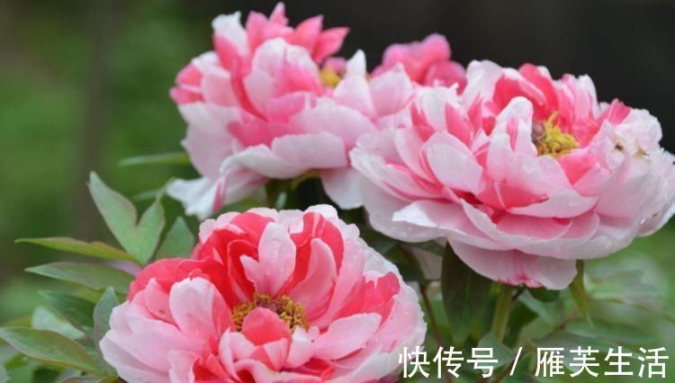 阳台养上4种花,阳台美成花园,漂亮花朵,开的最灿烂