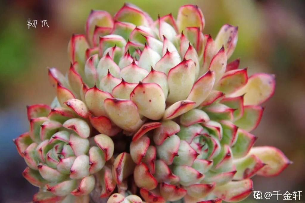 多肉这个小妖精，养好了太精致，种在花盆里都能勾引人