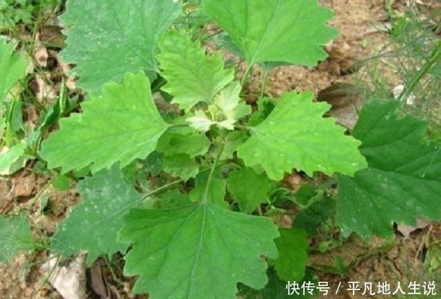 农村独有1野菜,外形繁茂营养价值高,老少皆宜,城里有钱难买到