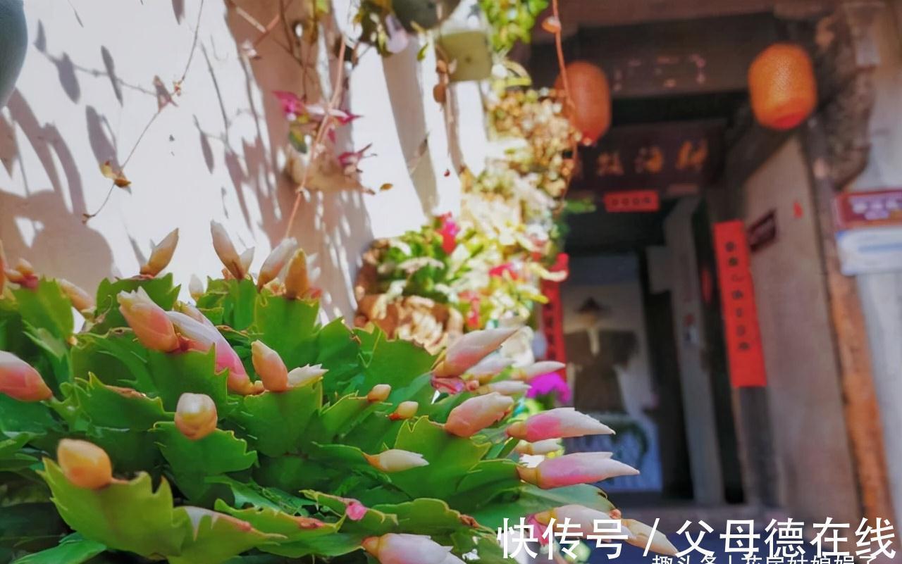 蟹爪兰处在开花期，这5件事要避免，做错了对蟹爪兰伤害很大