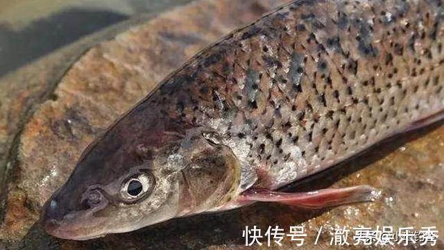 水域|江西吉安的野河中发现罕见的花骨鱼，为何极少有人钓到它？