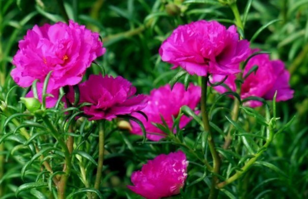 新手养花,不如养盆花中精品“布里顿玫瑰”,红艳欲滴,气质典雅