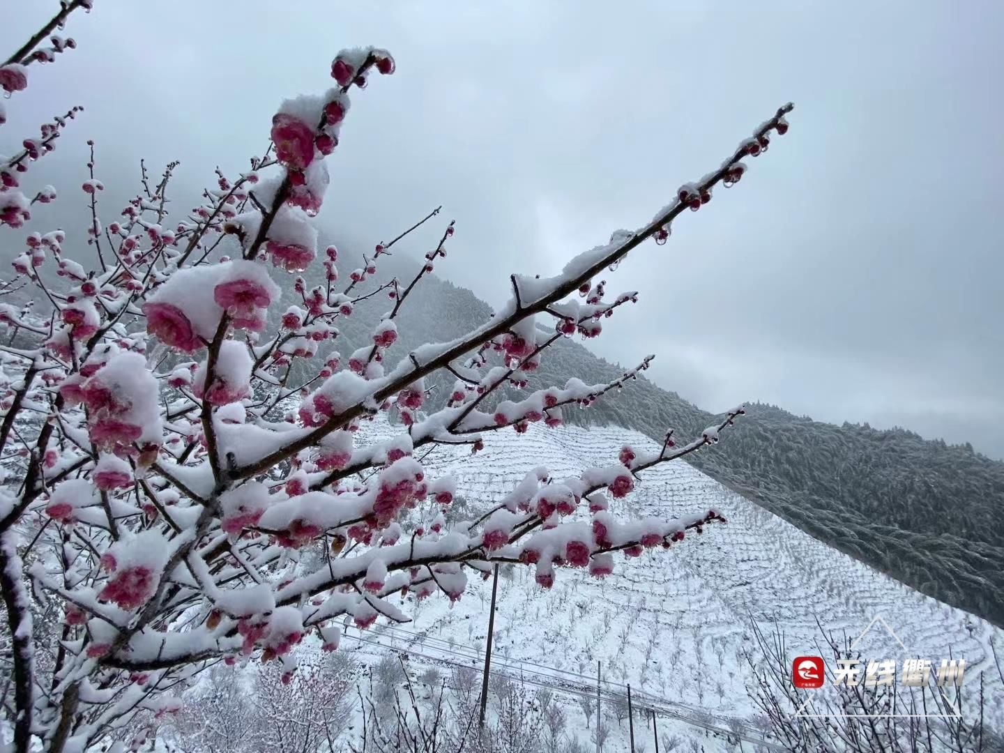 七里乡|“雪景+梅景”，到柯城七里寻香去~