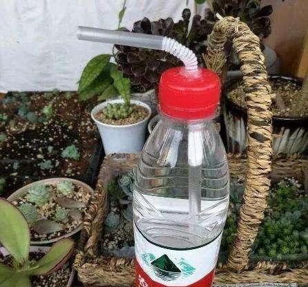 种花|一个小小矿泉水瓶,不但能种花,还可以做扦插,用途原来这么多