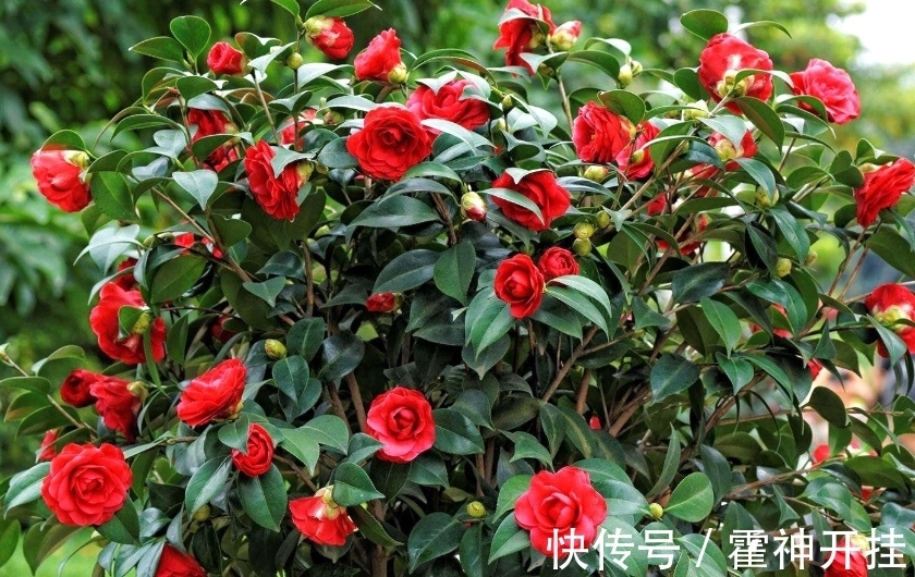 食醋兑水来浇花,能促进植物生长,还能防治病虫害!你信吗?