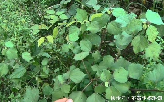 路边荒地常见的野草 农民不把它当回事 殊不知是治肾结石良药 快资讯 路边荒地常见的野草 农民不把它当回事 殊不知是治肾结石良药 快资讯