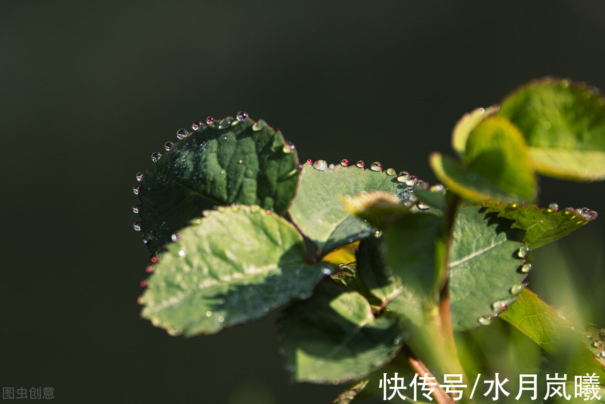 一个字|谁许流年，谁顾清欢，花开的一亩田，雪落的白衣裳