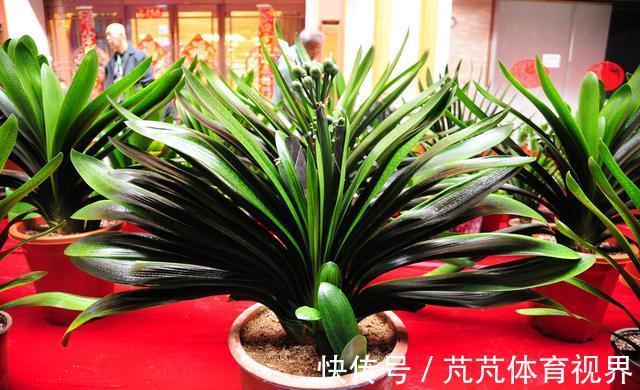 君子兰有“4怕2不喜”，难怪总也养不好，新手看了能规避