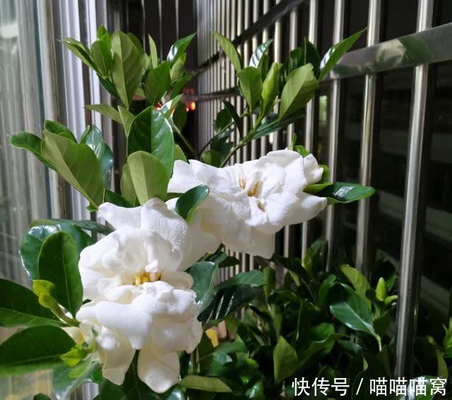 栀子花养护难度大?教你三个养殖方法,栀子花也会变得好养