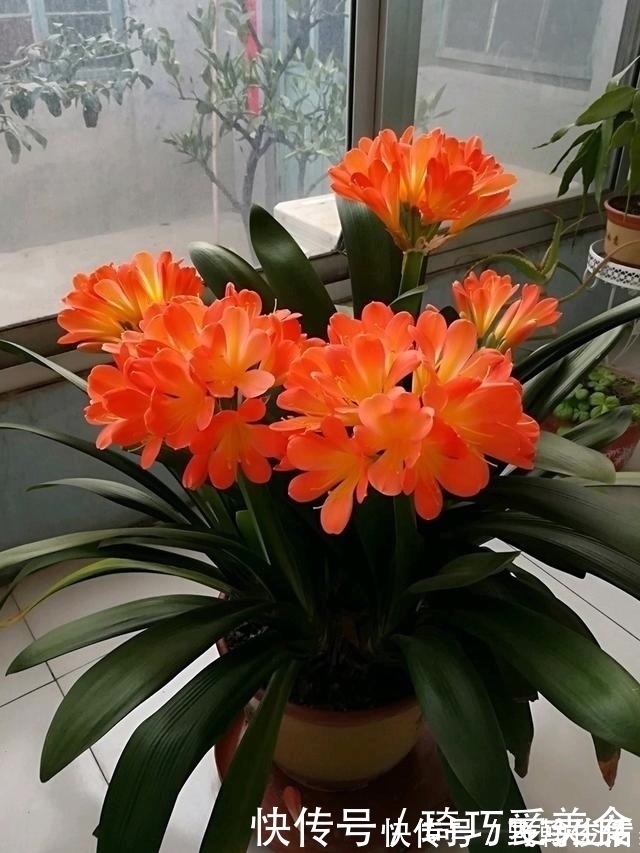 花友们|君子兰肥足长得壮，4种“肥水”轮着浇，10枝花箭一起蹿出来