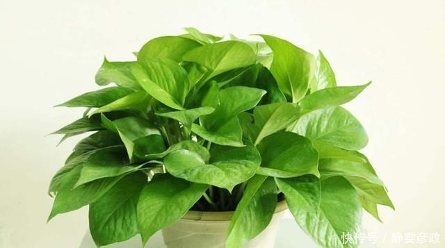 这种“花肥”强过蚯蚓粪、黄豆水,用它来浇花,“肥效”常达两年