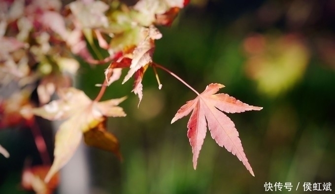 散文集!贾平凹:一个人越过越好,其实是懂得了两个字,受益无穷