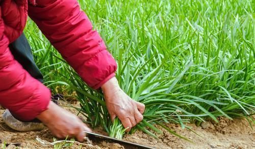 生姜|包韭菜馅饺子,有3样调料是关键,放对了韭菜饺子才能美味翻倍