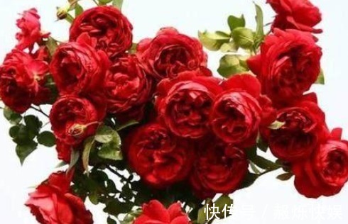 都说红龙月季花,玫瑰国度的天使表示不服,且看他们的PK