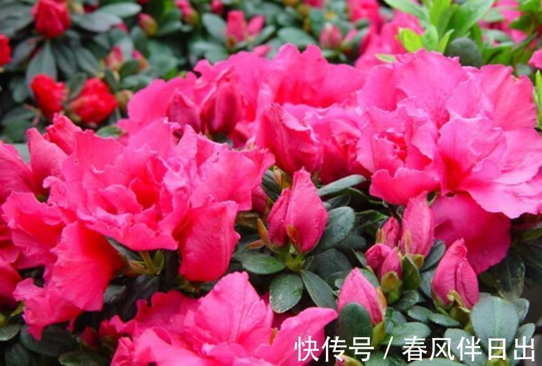 公认难养的3种花,老花匠都不敢轻易入手,新手花友要慎养