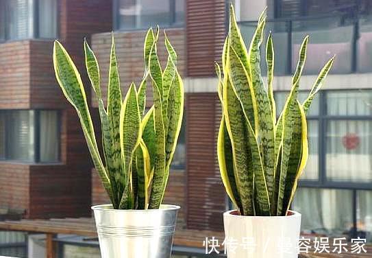 虎皮兰|你知道虎皮兰还能开花吗只需做“3点”,开花简单,清香飘满屋