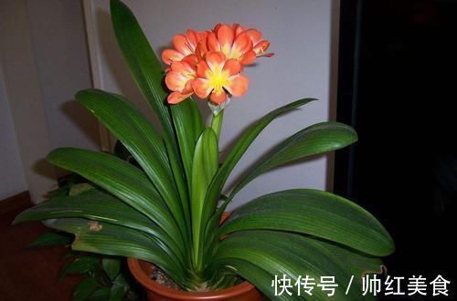 肥料|都说君子兰不好养殖,其实误会了君子兰,简简单单就能养好
