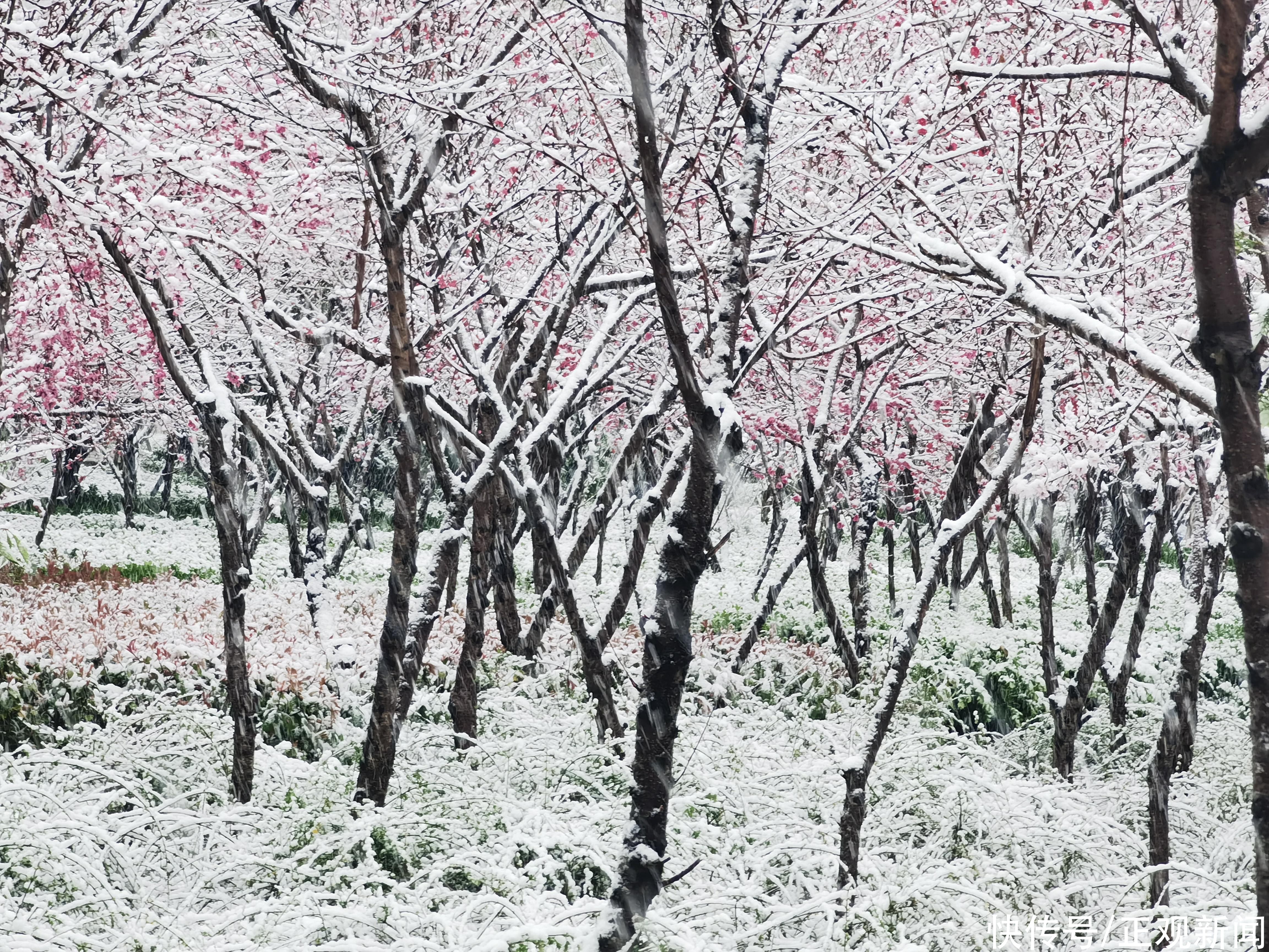 河南飘下“桃花雪”，最大降雪出现在嵩山