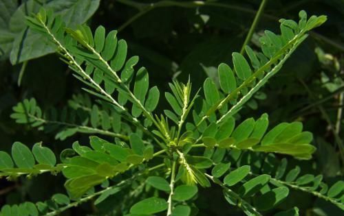 回家|农村田边的野草,人称“珍珠草”,价值珍贵,若遇见,记得带回家