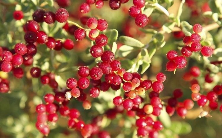 衰老|女性不想过早衰老,多吃3种食物,美容养生,身体棒棒哒!