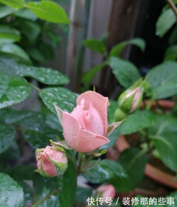 养花|夏季养花，记住8个字，轻松度夏，枝叶翠绿健壮生长