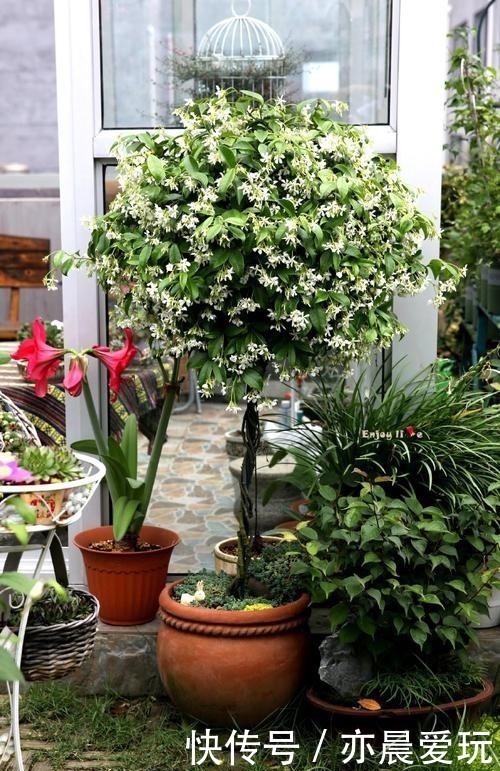 美的|一种极美的藤本植物,喜欢爬墙开茉莉花,名叫风车茉莉不养可惜了