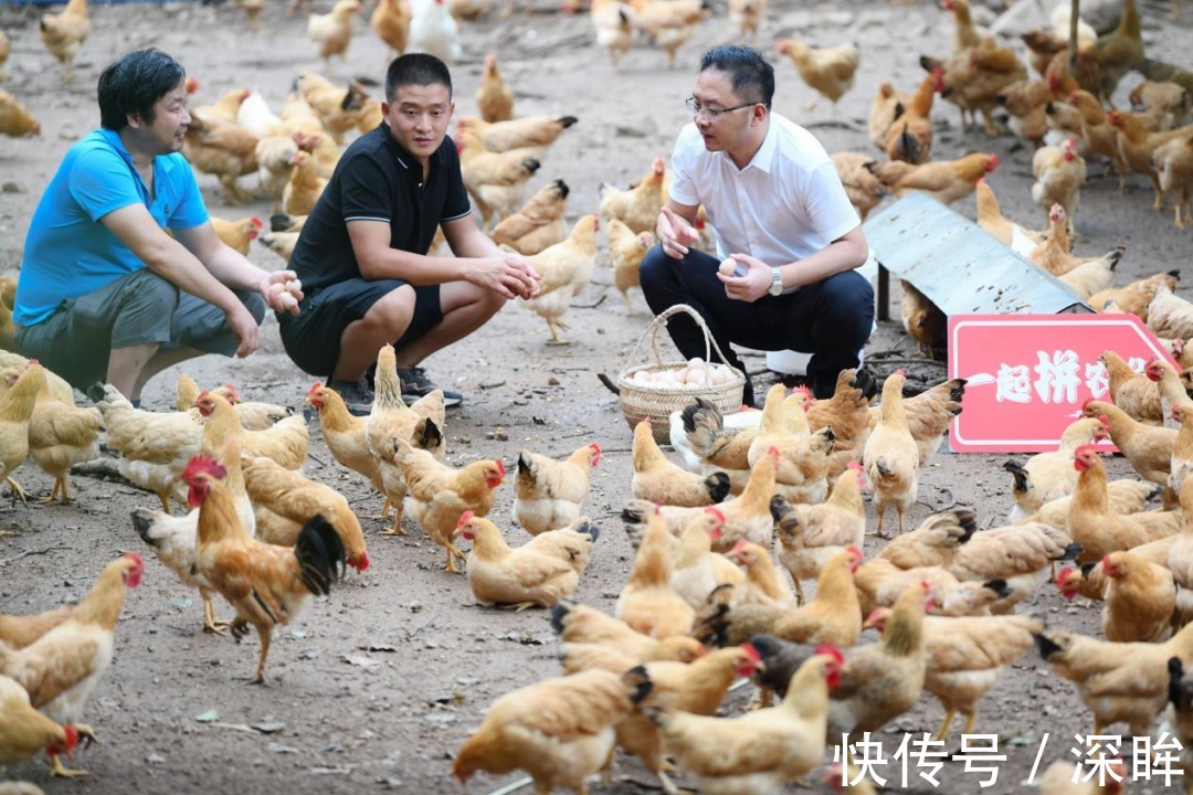 农研|从AI种草莓到百亿搞农研，拼多多掀起科技下沉？